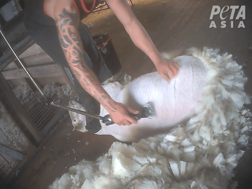 A shearer stepping on a sheep's neck.