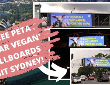 A collage of the three PETA billboards in Sydney which say "We're Individuals, We're Not Jumpers, Wear Something Vegan."