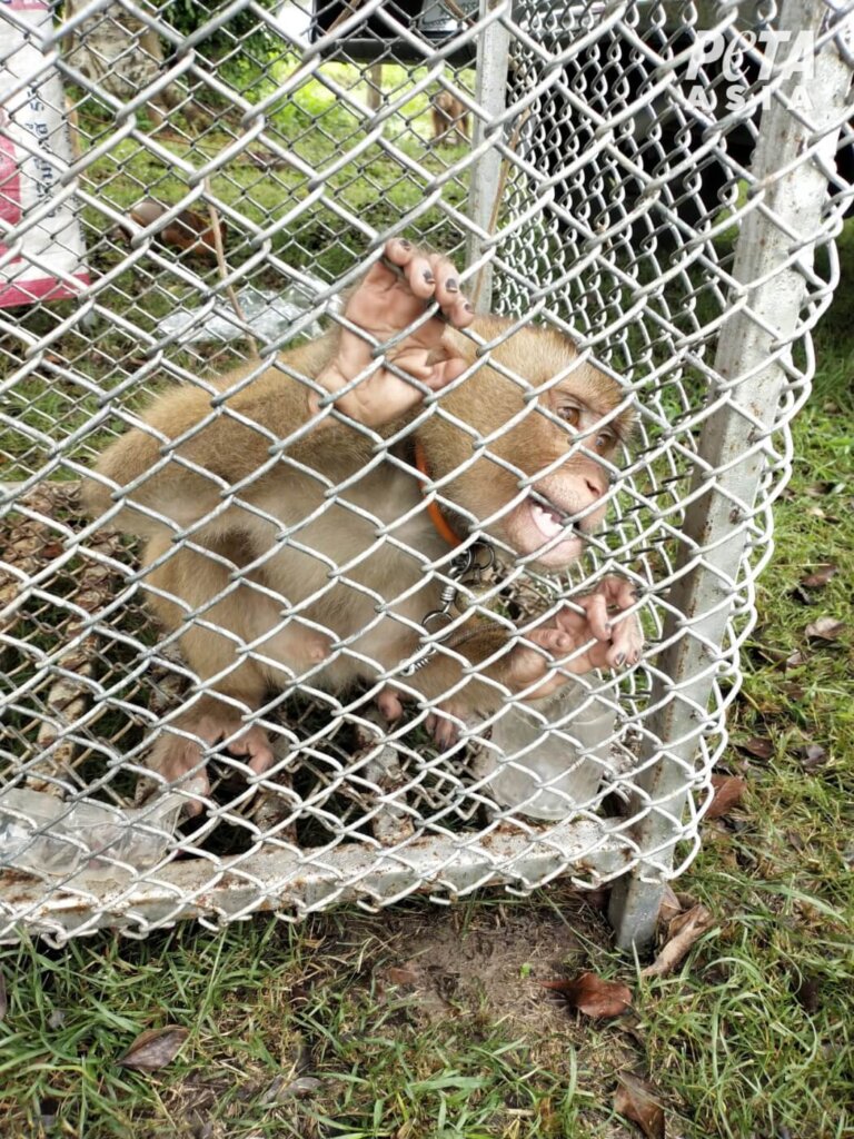 A photo of a monkey biting the walls of a cage.