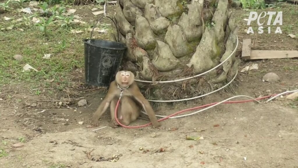 a photo of a monkey tethered by the neck to a tree.