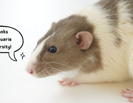 a rat with a speech bubble that reads "thanks Macquarie University"