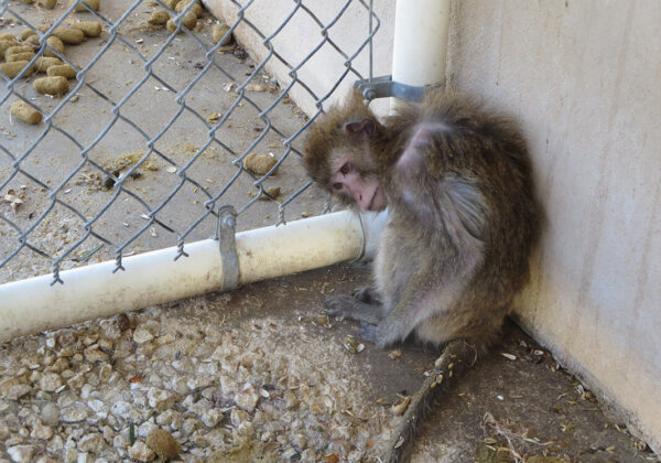 African Airline Tied to Monkey Smuggling – Take Action Now
