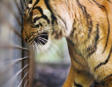 Tiger at the Zoo