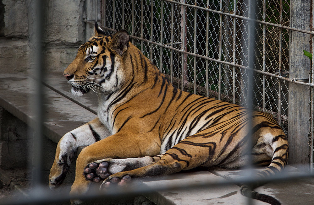 A photo of a tiger in a cage.