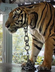 A tiger used for photographs in Thailand.