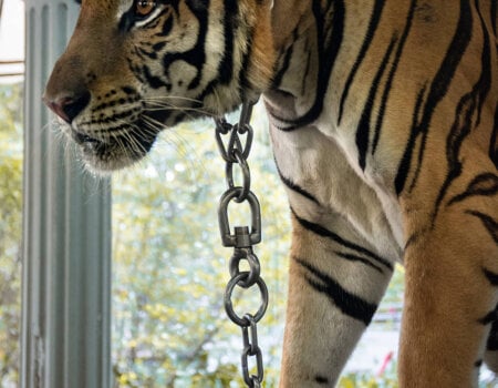 A tiger used for photographs in Thailand.