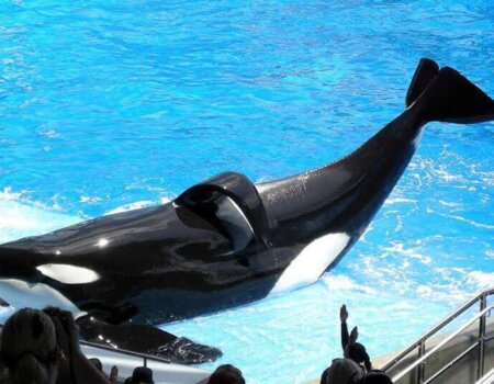 Tilikum