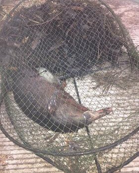 Platypus drowned in opera house net in Cedar Creek, Samford, Queensland.