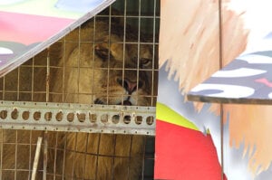 Lion at Stardust Circus, Australia