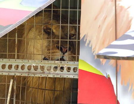 Lion at Stardust Circus, Australia