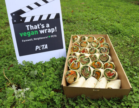 a plate of vegan wraps with a sign that reads: "That's a vegan wrap!"