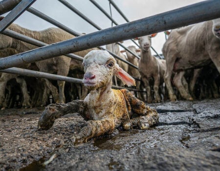 a lamb at a saleyard