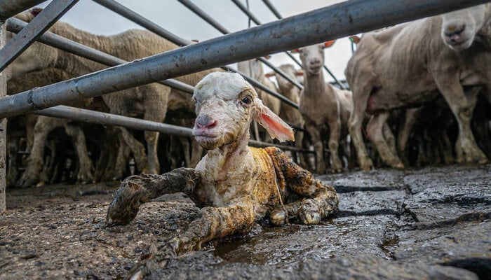 a lamb at a saleyard