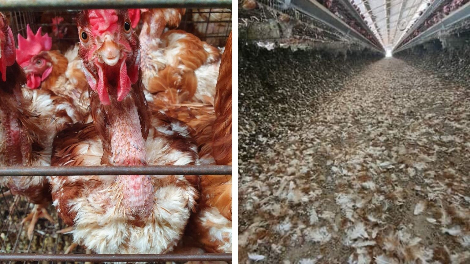 Cruelty Exposed at Queensland Egg Farm News PETA Australia