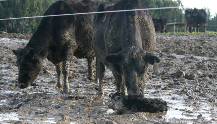 Intensive Winter Grazing in New Zealand's South Island.