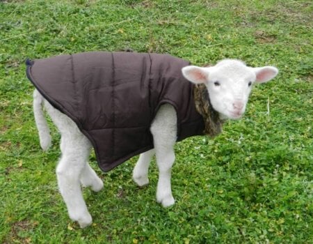 Woody the Rescued Lamb