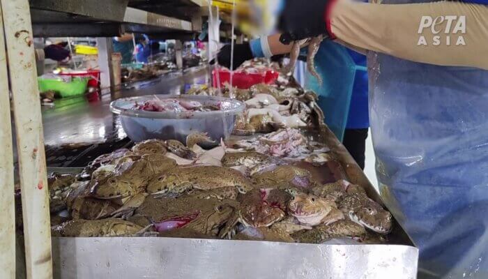 Inside Vietnam’s Frog Meat Trade: Unseen Horrors