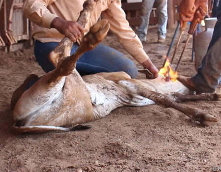 Calves being branded with no pain relief