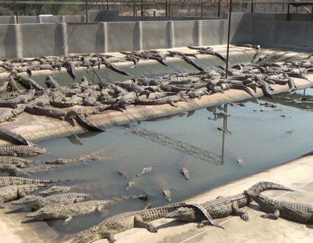 Young crocodiles packed into a pen.