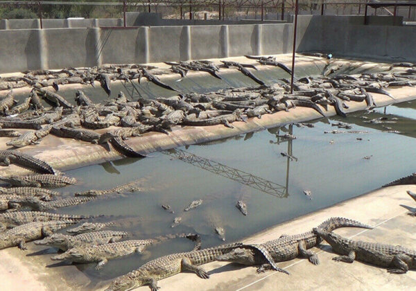 FOUR PAWS - #SHOCKING exposé of luxury brand Hermès' crocodile farms in  Australia 🇦🇺 aired yesterday by Channel 10's The Project and as part of  the Kindness Project, reveals immense animal suffering