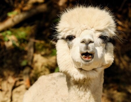 A happy alpaca.