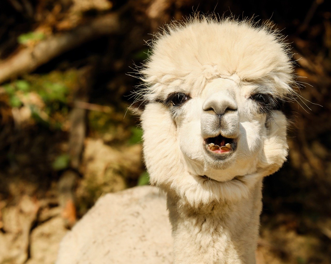 Fantastic News! UNIQLO Bans Alpaca Wool! - News - PETA Australia
