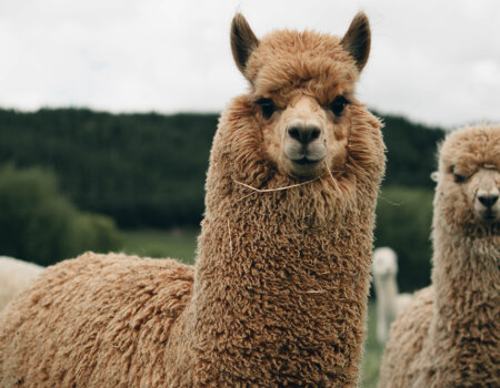 A photo of two alpacas.