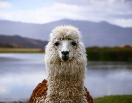 A photo of an alpaca.