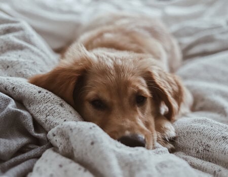 A photo of a dog on a bed.