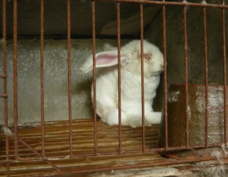 angora rabbit in cage with eye discharge