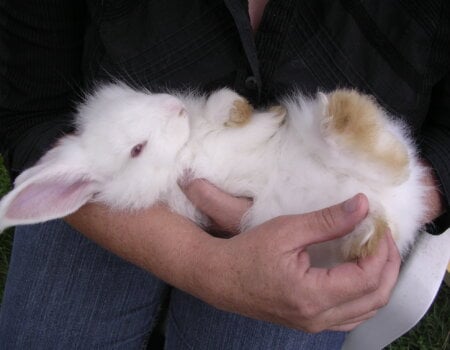 angora rabbit