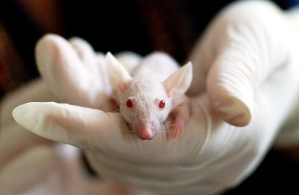 A photo of a mouse in a lab.