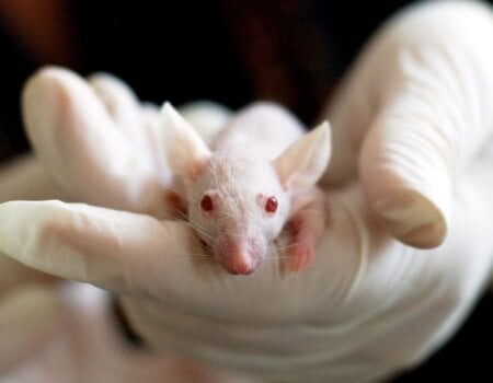 A photo of a mouse in a lab.