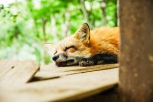 sleeping fox