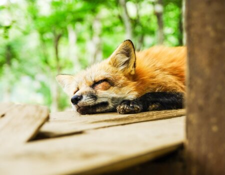 sleeping fox