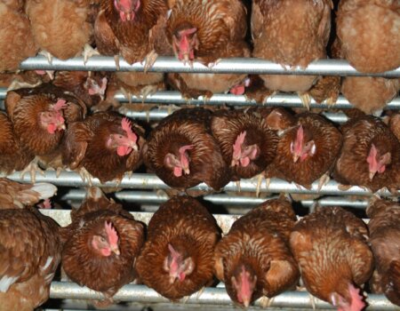 Hens on a free-range egg farm in Australia.