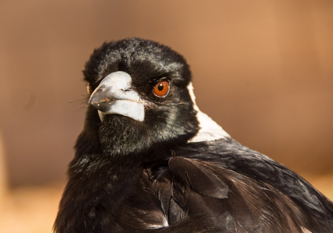 Magpie Swooping: How to Avoid Getting Hit | Wildlife - Issues - PETA ...