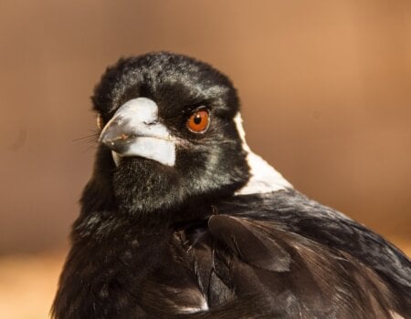 Australian Magpie