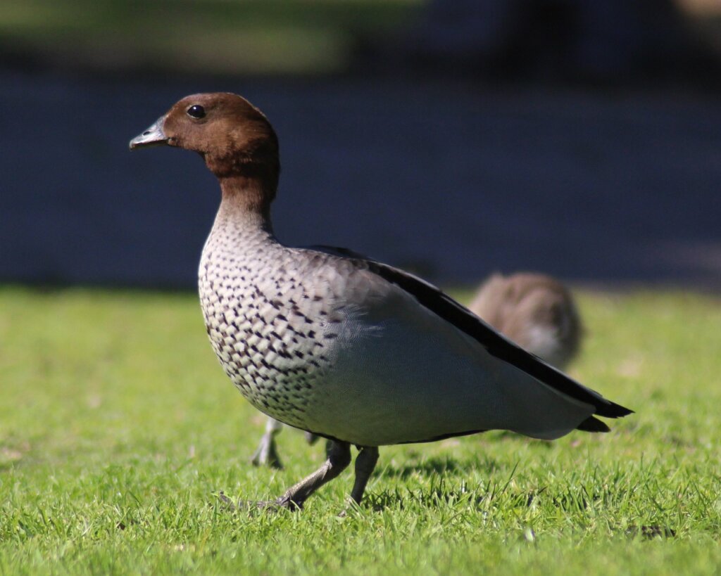 Wood duck