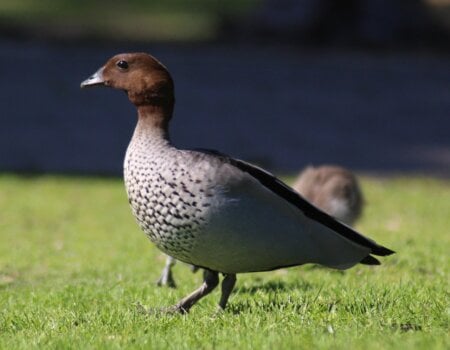 Wood duck