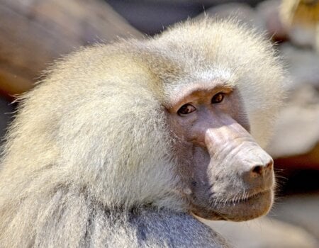 A photo of a baboon