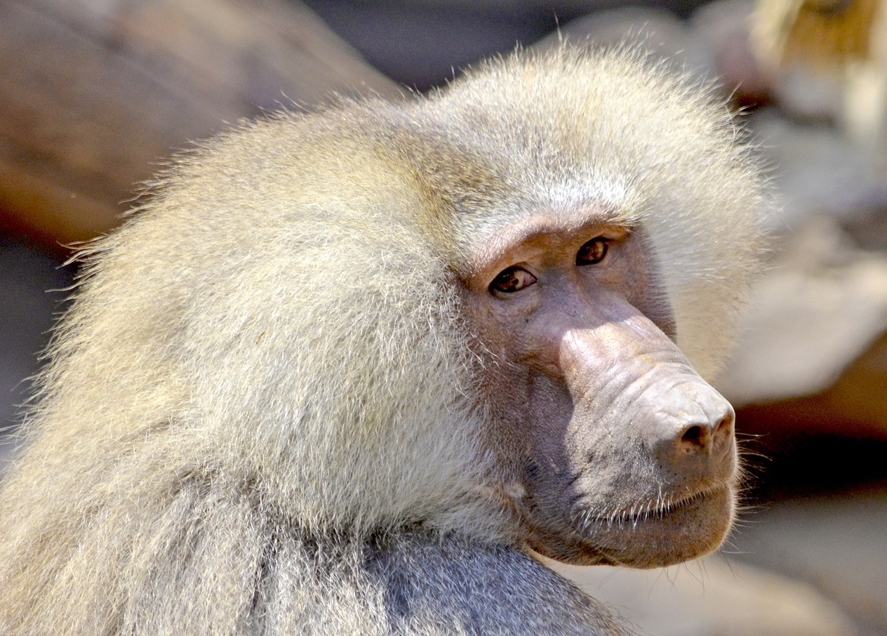 The Real Reason Three Baboons Escaped From the Royal Prince Alfred Hospital