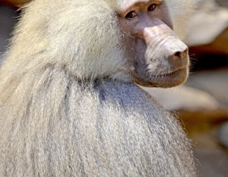 Hamadryas baboon