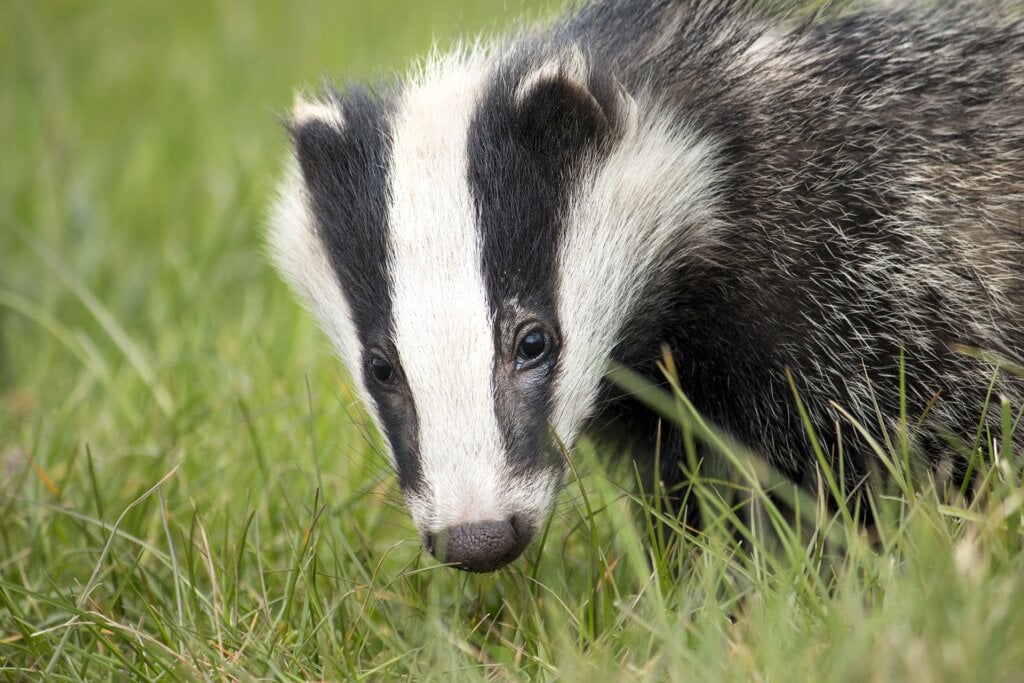 Badger