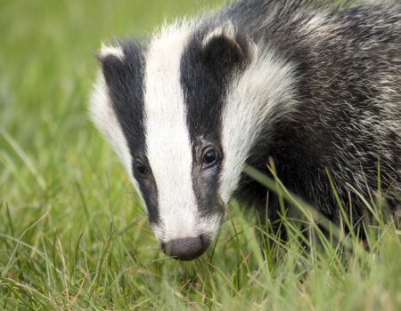 Badger