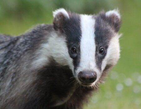 A photo of a badger.