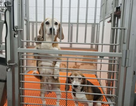 Beagles at Envigo's facility