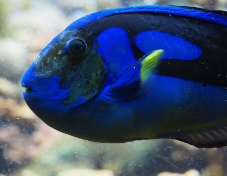 blue tang