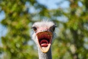 Ostrich