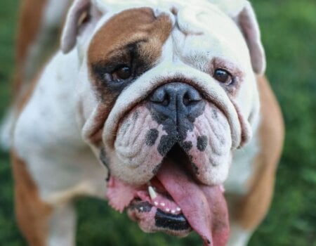 a bulldog panting